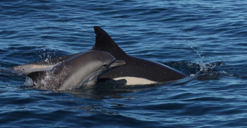 Lagoa: Dolphin Watching & Benagil Tour with Biologist Guide - Price and Logistics: Great Value with Simple Arrangements