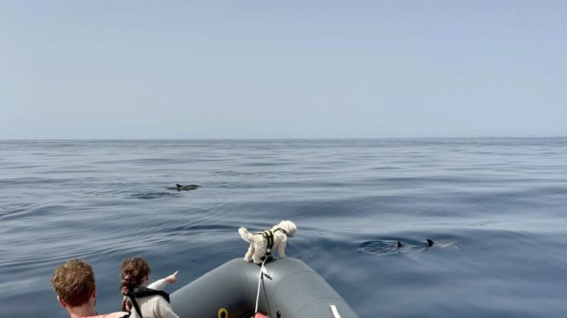 Lagoa: Dolphin Watching & Benagil Tour with Biologist Guide - FAQ: Your Questions Answered