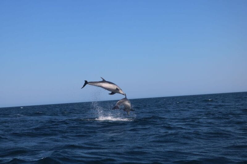 Lagoa: Dolphins Expedition with biologist guide on board - Final Thoughts: Is It Worth It?