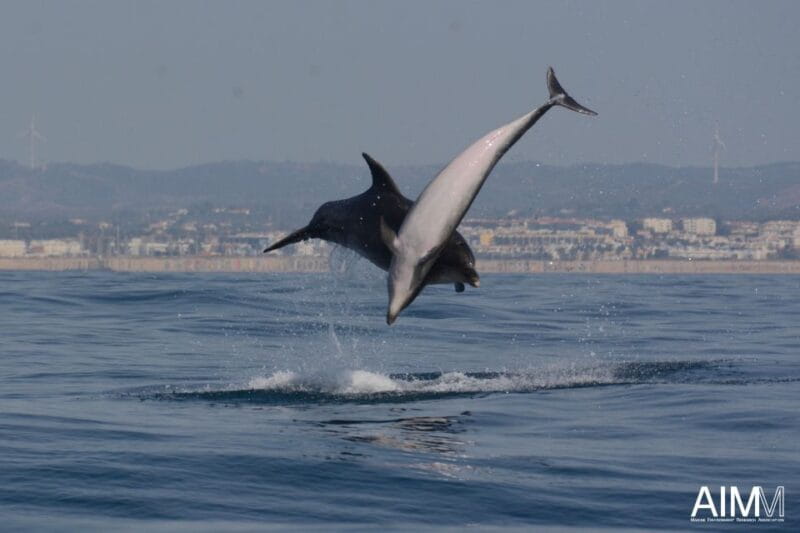 Lagoa: Dolphins Expedition with biologist guide on board - FAQ
