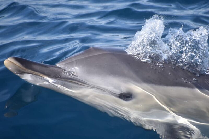 Lagos: Dolphin & Benagil Tour with Marine Biologist - Who Will Love This Tour?