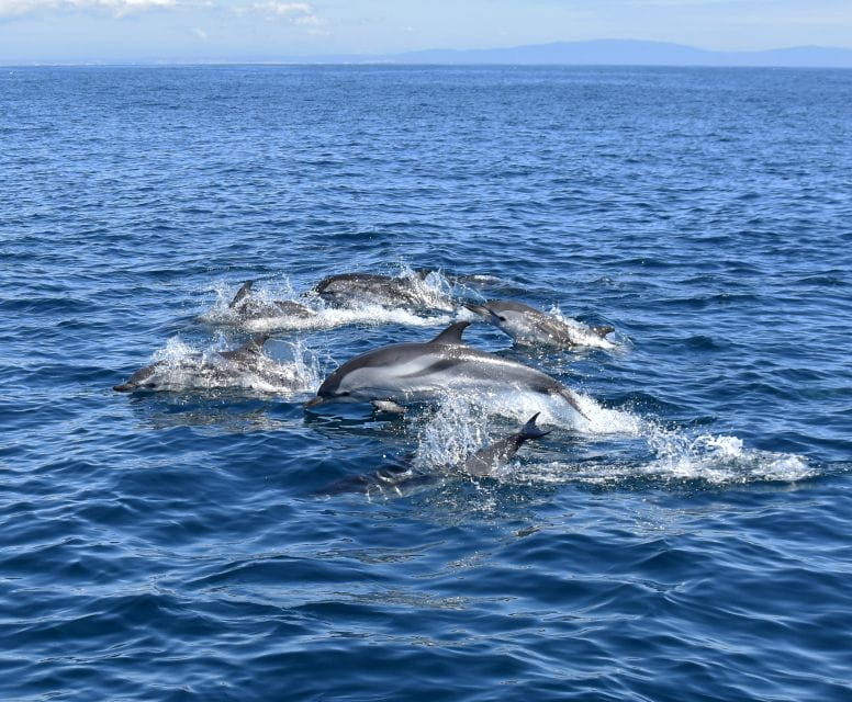 Lagos: Dolphin Watching Boat Tour With Marine Biologists - Tour Highlights