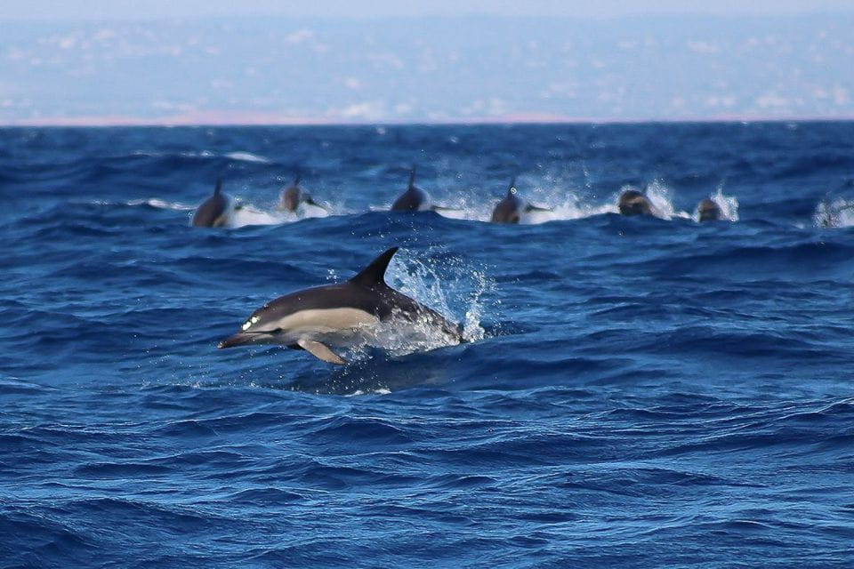 Lagos: Dolphin Watching With Professional Marine Biologists - Bottlenose and Common Dolphins