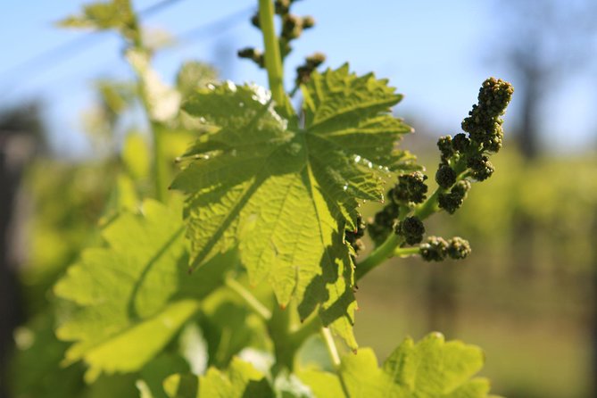 Lagos, Portimão & Alvor: Wine Tasting & Music Experience - Inclusions and Exclusions