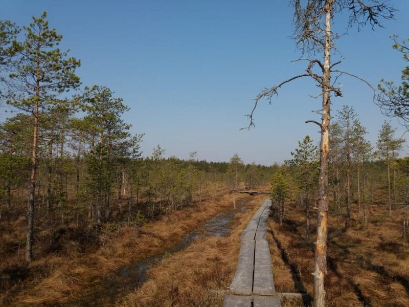 Lahti: Guided Nature Walk The Heart of The Swamp - The Journey into Lahti’s Wilderness: A Guided Walk in Linnaisten suo