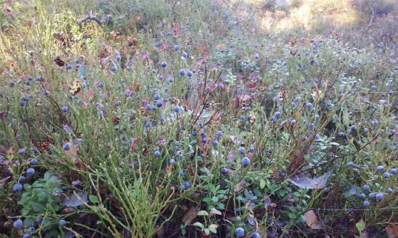 Lahti: Guided Nature Walk The Heart of The Swamp - Who Will Get the Most Out of This Experience?