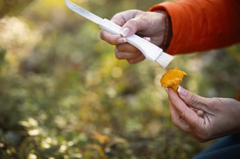 Lahti: Wild Food Foraging Tour with Tastings - Key points / Takeaways