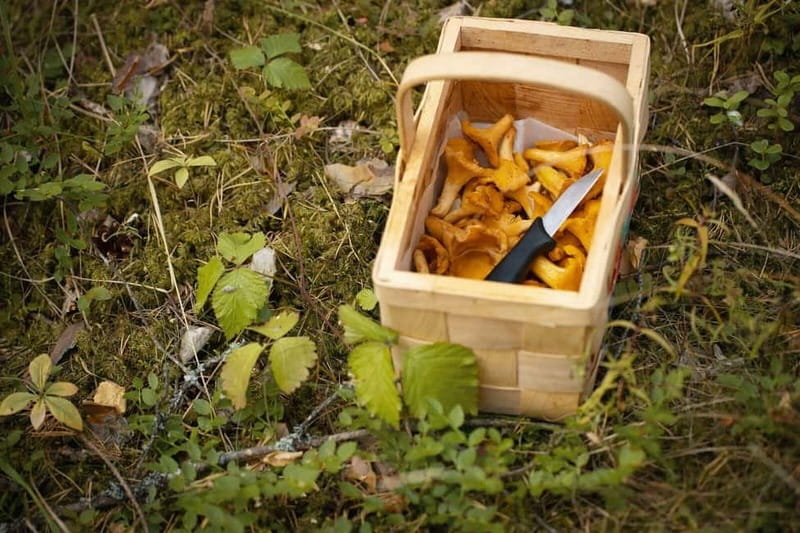 Lahti: Wild Food Foraging Tour with Tastings - Final Thoughts: Is It Right for You?