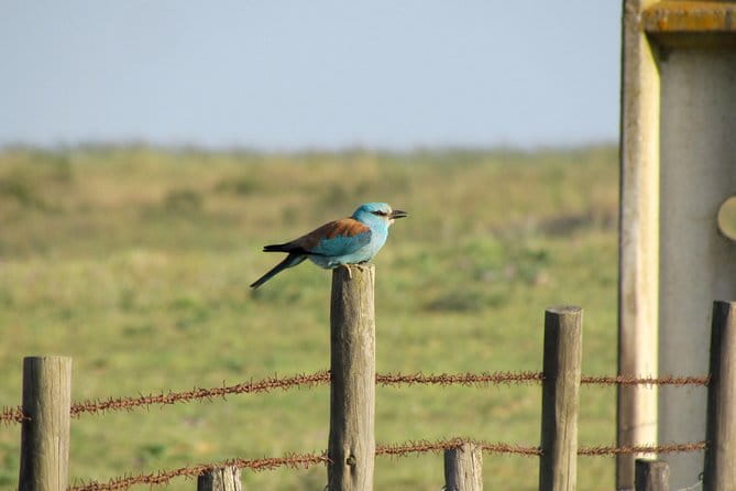 Laid-back birdwatching week - An Overview of What to Expect from This Birdwatching Tour