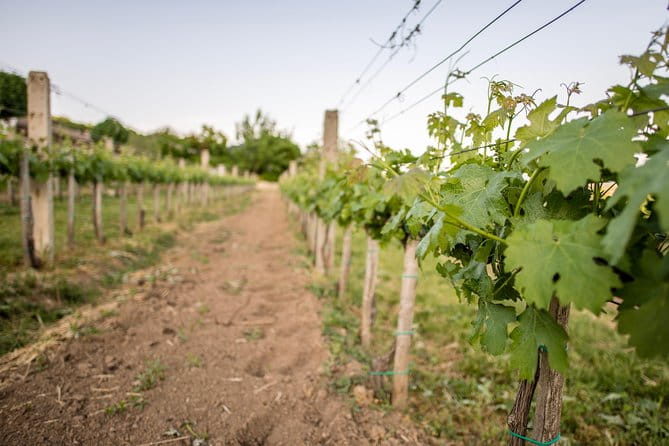 Lake Balaton Full Day Private Wine Tour - Price and Value