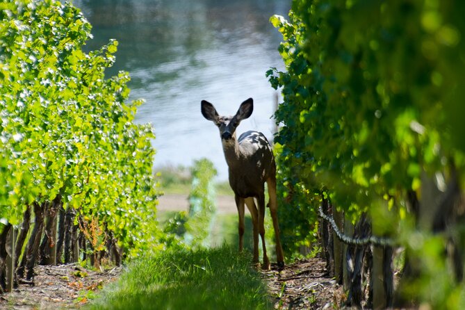 Lake Country Wine Tour - Key Points
