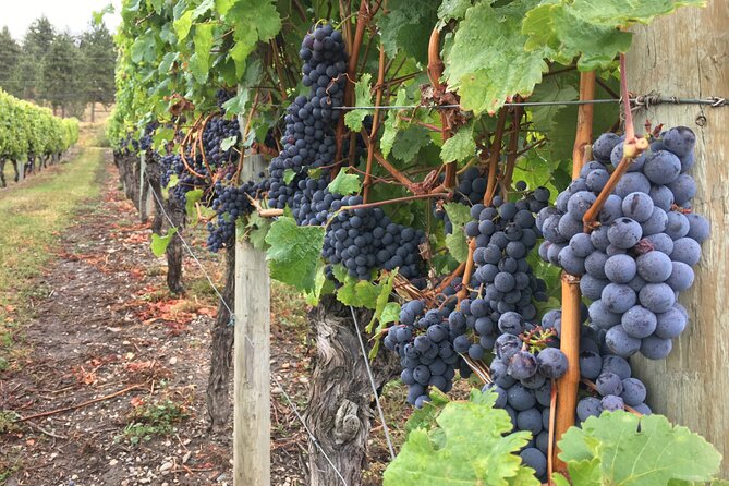 Lake Country Wine Tour - Wineries and Tastings