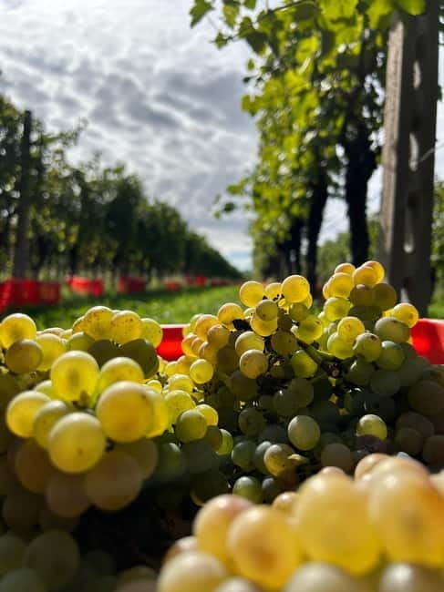 Lake Garda: Wine Tasting and Myths Tour with Local Snacks - Exploring Lake Garda’s Legends and Flavors