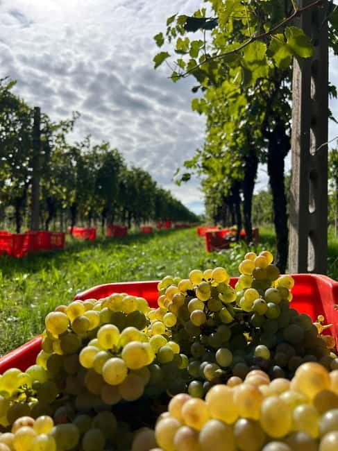 Lake Garda: Wine Tasting and Myths Tour with Local Snacks - The Authentic Flavor of a Family-Run Winery