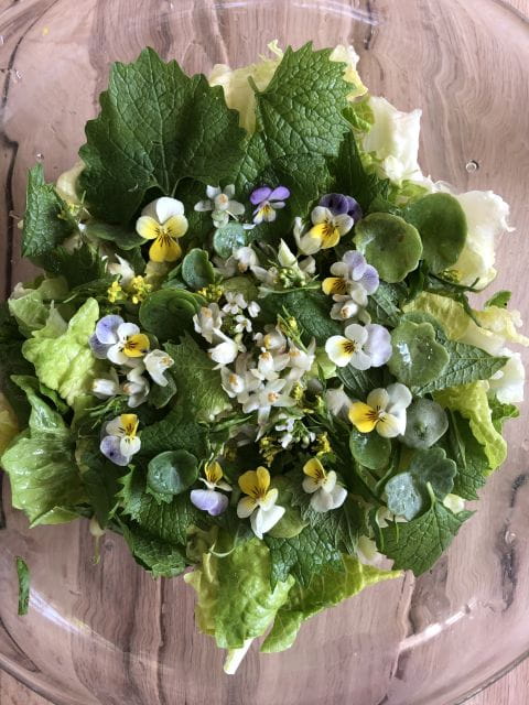 Lake Nemi: Herbs of the Moon Sensory Farm Visit - Key Points / Takeaways