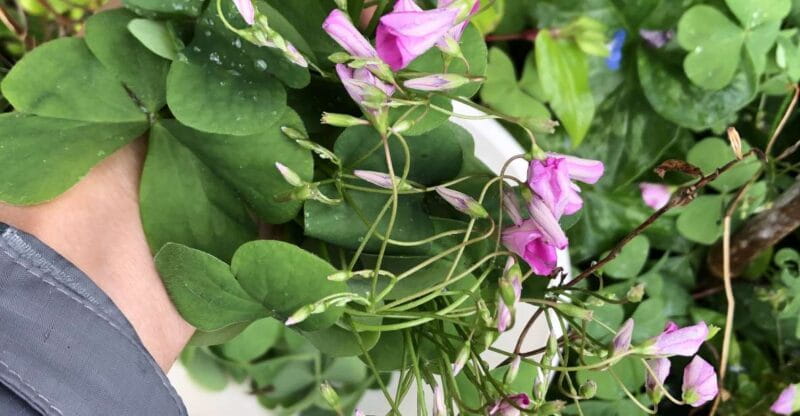 Lake Nemi: Herbs of the Moon Sensory Farm Visit - The Experience and Guides: Personal Touches Matter