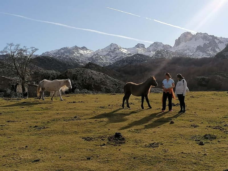Lakes of Covadonga and Sanctuary of Covadonga: Guided and interpreted tour - Price and Logistics: Good Value for the Experience