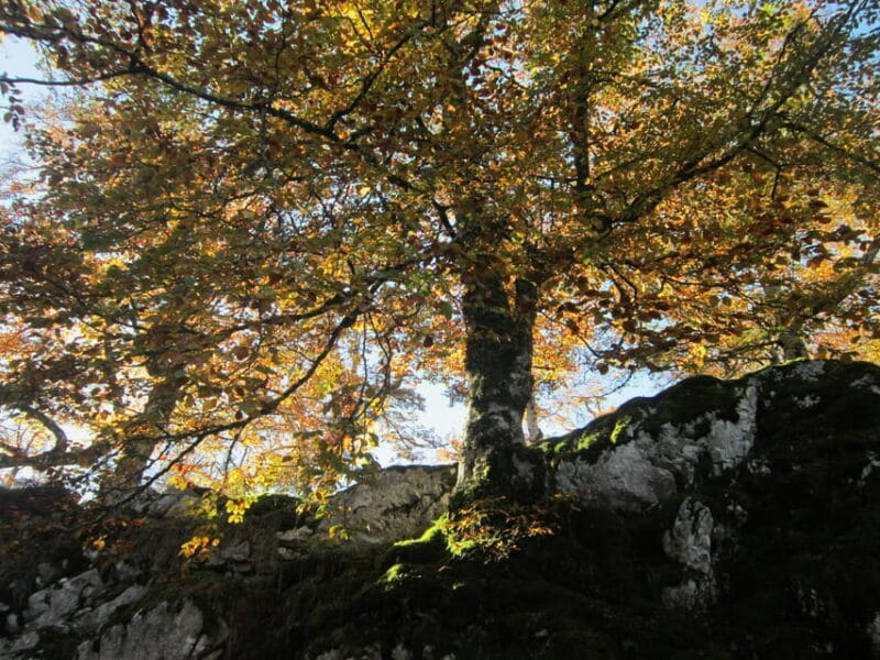 Lakes of Covadonga and Sanctuary of Covadonga: Guided and interpreted tour - FAQ