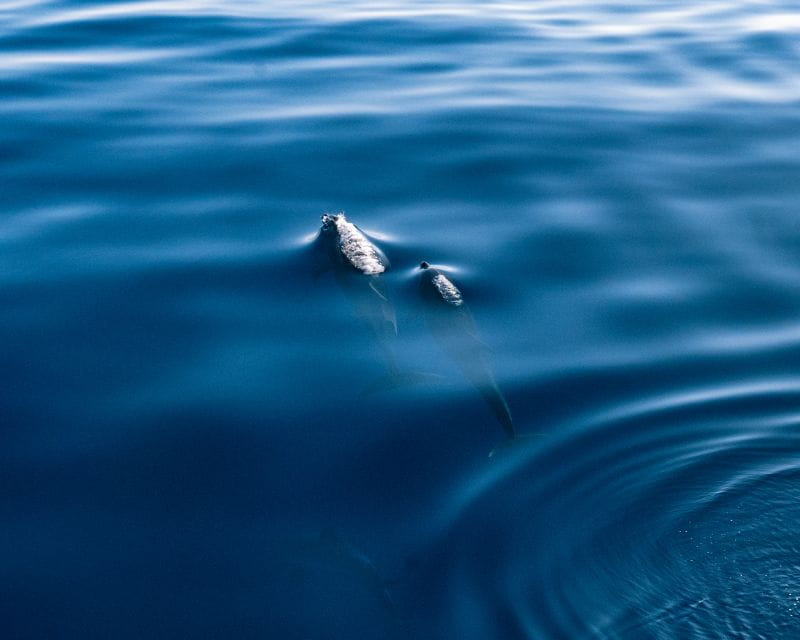 Lampedusa: Sunset Dolphin Sighting on a Pirate Ship - Food, Drink, and Music on Board