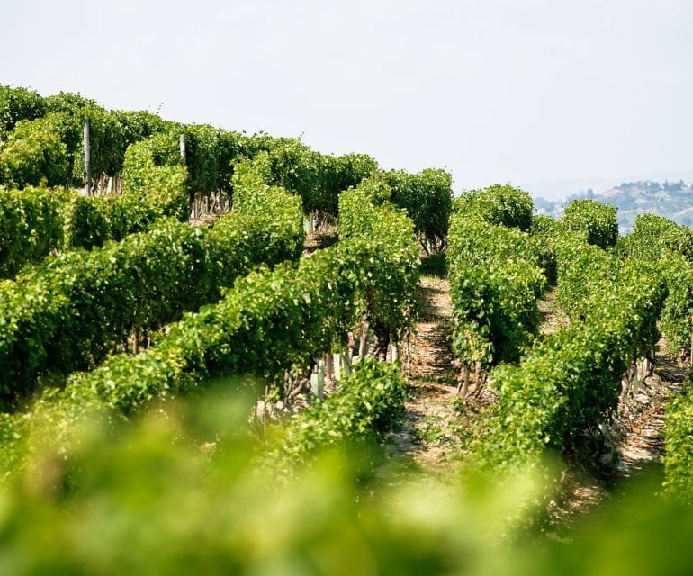 Langhe & Monferrato: Vineyard Tour and Wine Tasting - The Sum Up
