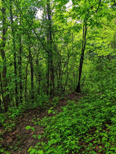 Langhe: Truffle Hunt with Local Trifulau and Dog - Entering the World of Truffle Hunting in Piedmont