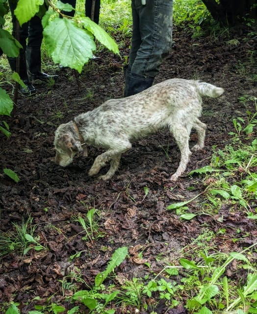 Langhe: Truffle Hunt with Local Trifulau and Dog - The Guides and Their Stories: Personal Touches Make a Difference