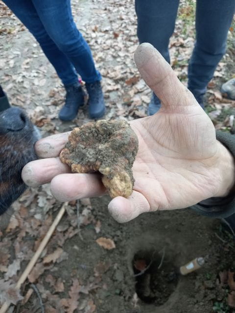 Langhe: Truffle Hunting Experience - Key Points / Takeaways