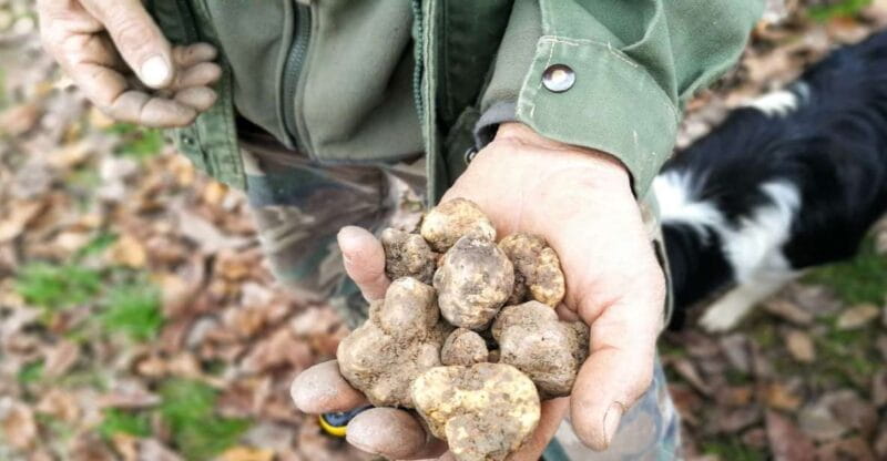 Langhe: Truffle Hunting Experience - FAQ