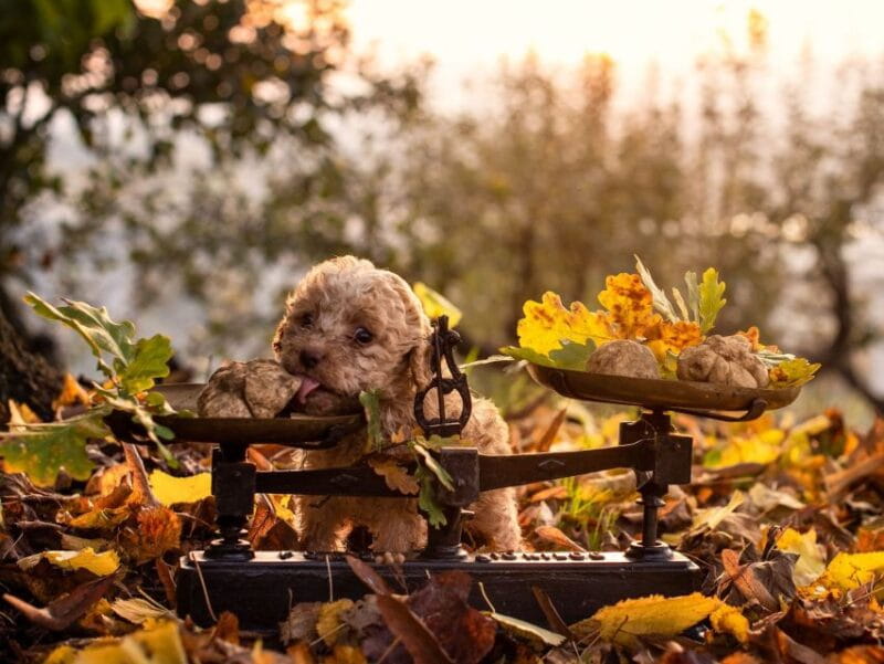 Langhe: Truffle Hunting Tour - Key Points / Takeaways