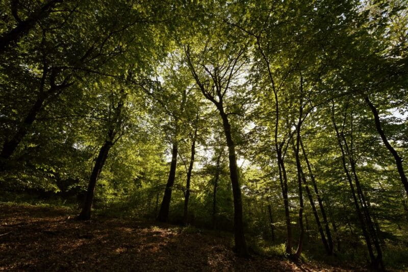 Langhe: Truffle Hunting Tour - Additional Tips for Travelers