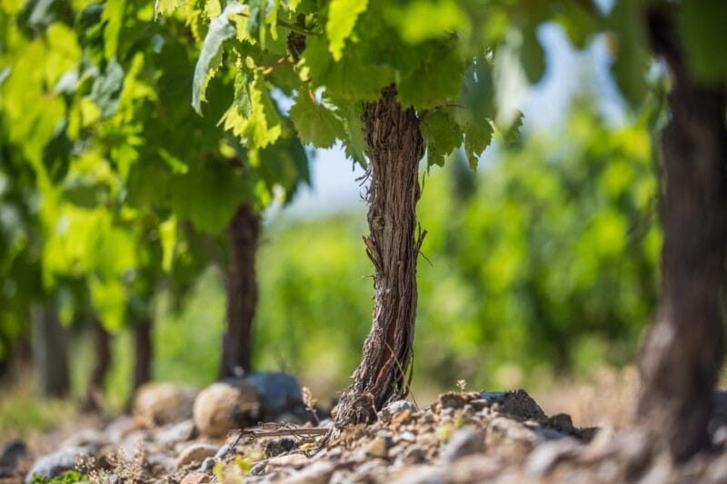 Languedoc: Heritage Tour & Tasting at Domaine de Baronarques - The Sum Up