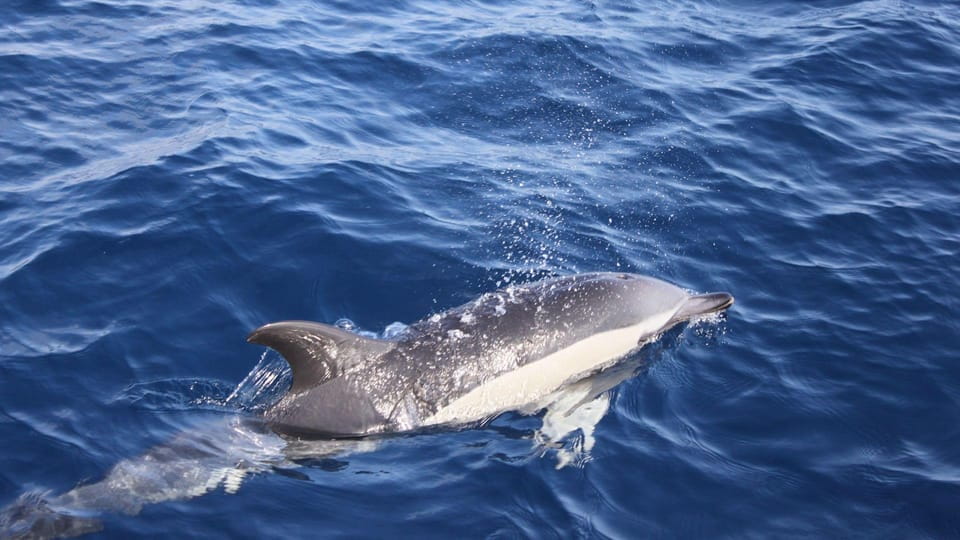 Lanzarote: 2.5-Hour Sunset and Dolphins Cruise - Transportation Details