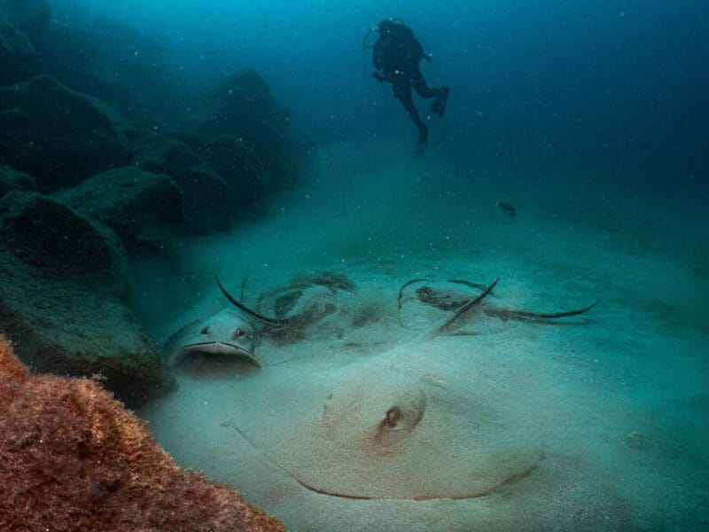 Lanzarote: 2-Dive Package for Certified Divers - Key points / Takeaways