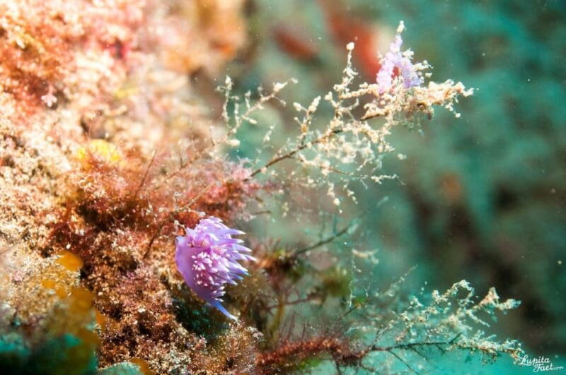 Lanzarote: 2-Dive Package for Certified Divers - Discovering Lanzarote’s Underwater Charm