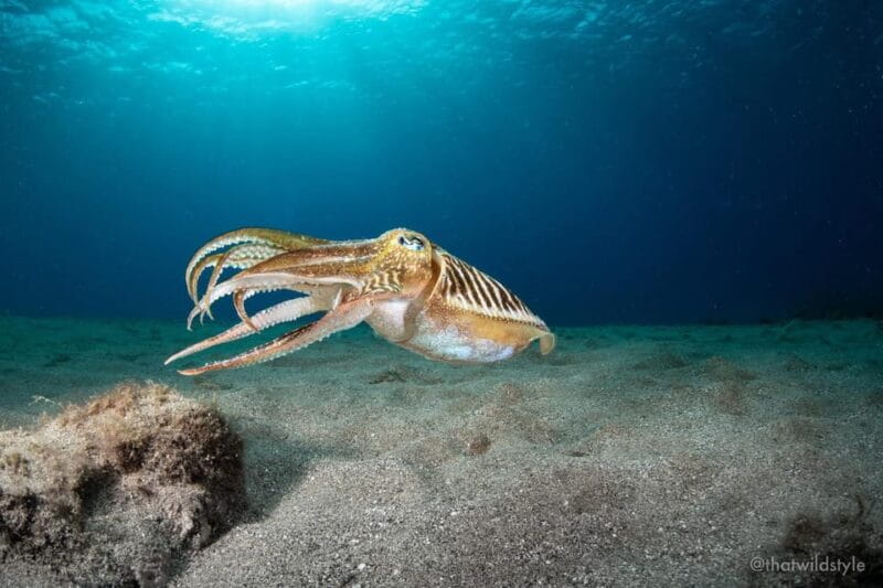 Lanzarote: 2 Guided Dives (Certified Divers Only) - Key Points / Takeaways