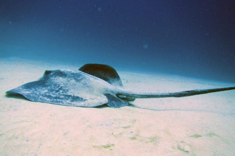 Lanzarote: 2 Guided Dives (Certified Divers Only) - Diving in Lanzarote: An Insider’s Guide