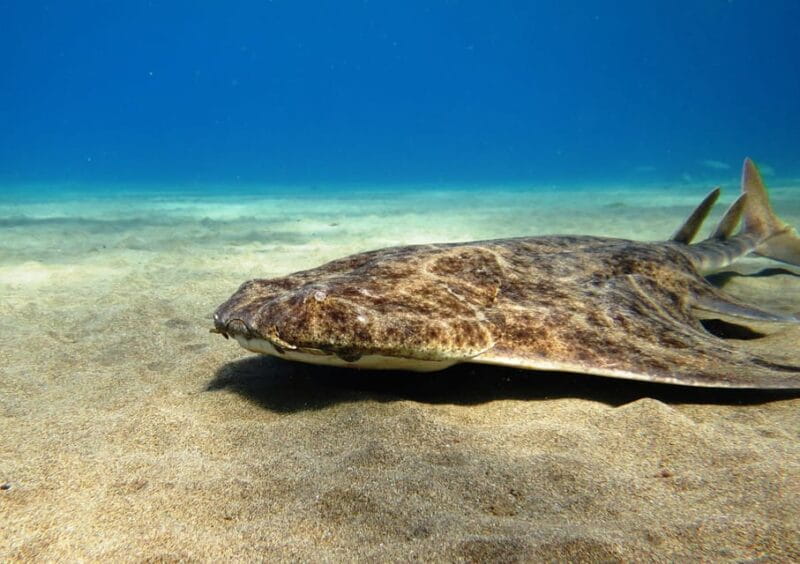 Lanzarote: 2 Guided Dives (Certified Divers Only) - Price and Value