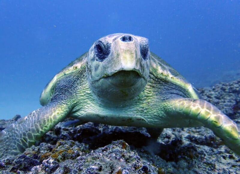 Lanzarote: 2 Guided Dives (Certified Divers Only) - Final Thoughts: Is This Dive Tour Right for You?