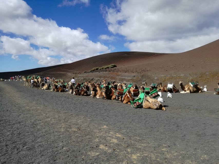 Lanzarote: 5-Hour Timanfaya National Park Southern Tour - Customer Reviews and Ratings