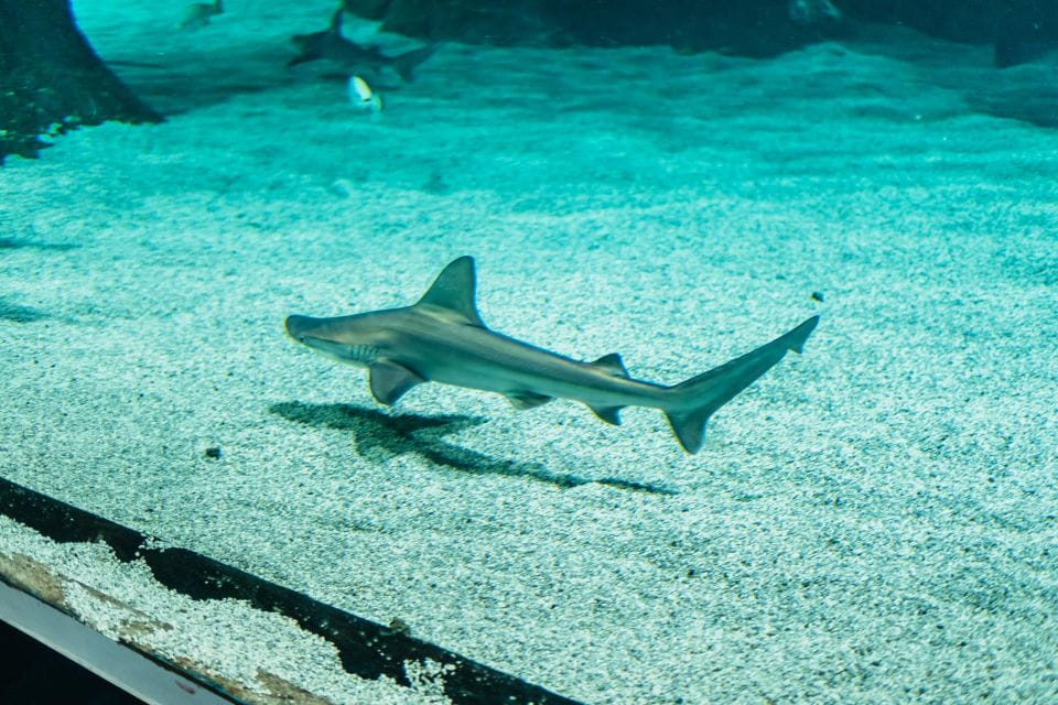 Lanzarote: Aquarium Entry Ticket - Tips for a Great Visit