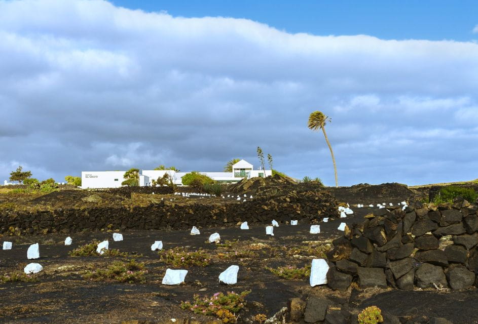 Lanzarote: Audio Guided Tour of the El Grifo Wine Museum - Experience Highlights