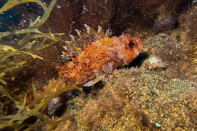 Lanzarote: Beginner Try Scuba Diving Costa Teguise (2 dives) - The Sum Up: Who Should Book This?