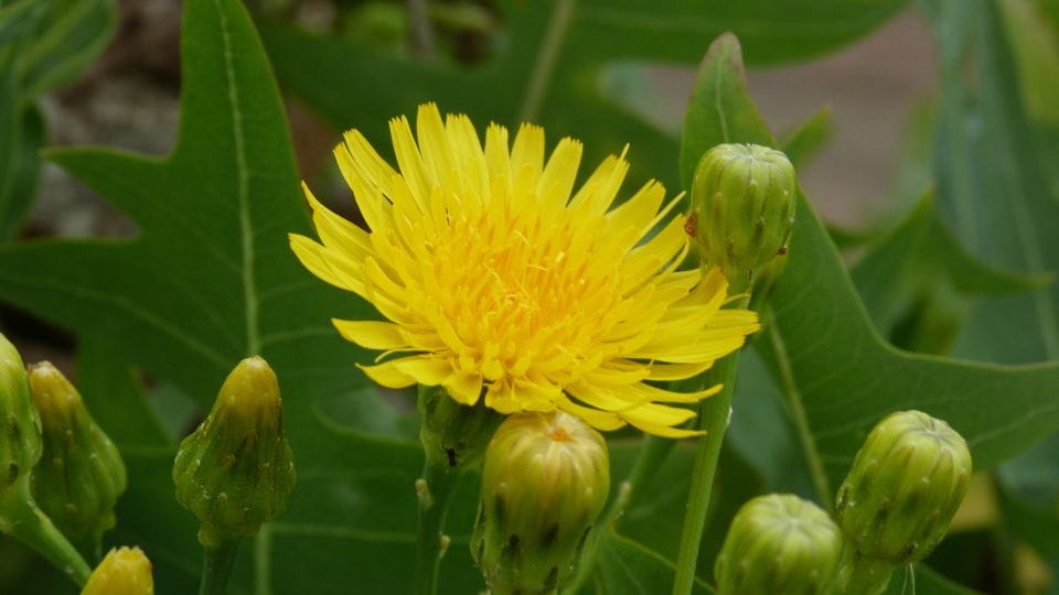 Lanzarote: Northern Cliffs & Valleys Walking Tour - Experience Highlights