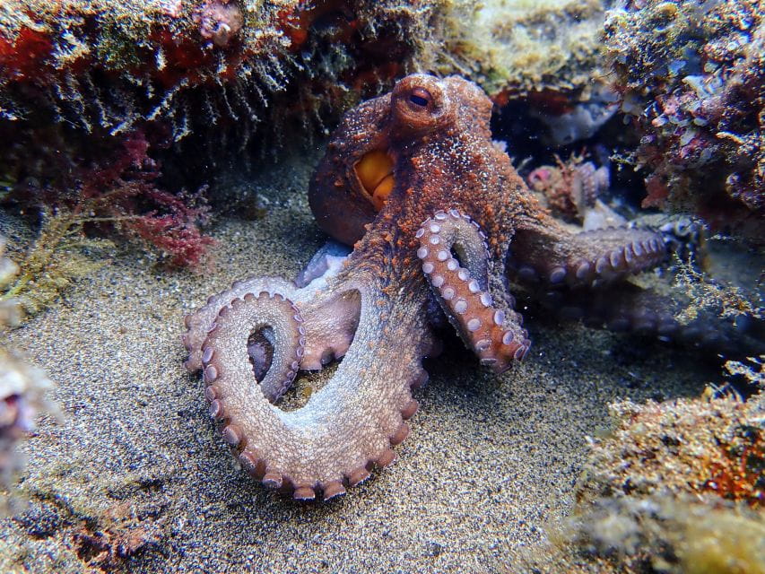 Lanzarote: Scuba Diving for Beginners - 1 Dive - Pickup and Drop-off
