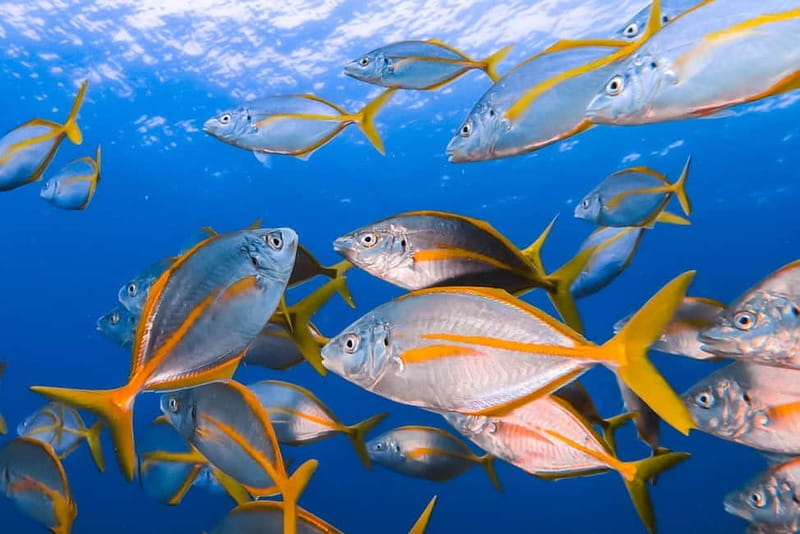 Lanzarote: Small-Group Discover Scuba Diving Costa Teguise - Key Points / Takeaways