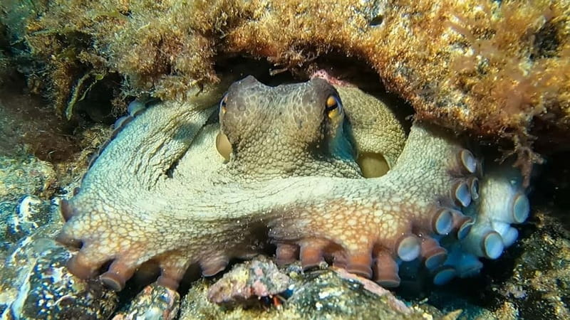 Lanzarote: Small-Group Discover Scuba Diving Costa Teguise - FAQ