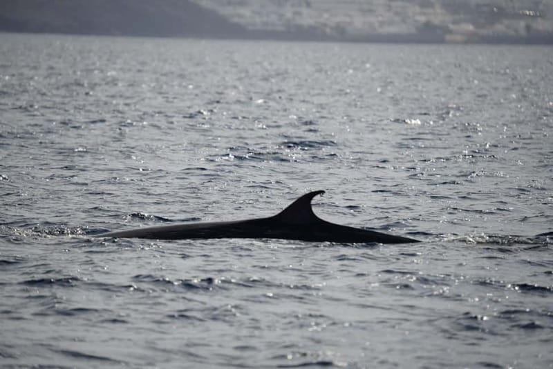 Lanzarote Sunset Experience with dolphin spotting - Why This Sunset Dolphin Tour Stands Out