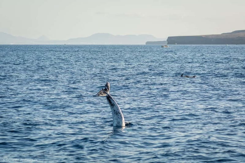 Lanzarote Sunset Experience with dolphin spotting - Who Will Love This Experience and Why