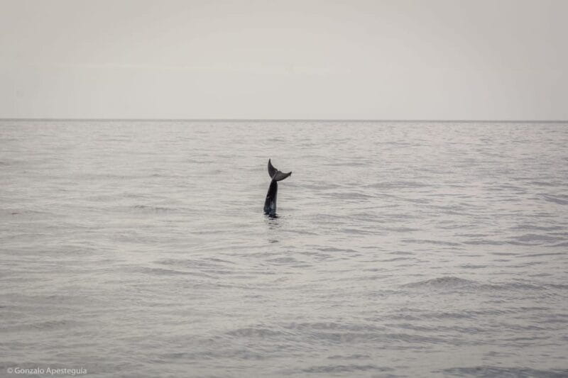 Lanzarote: Whale and Dolphin Watching Eco-Friendly Catamaran - Key points / Takeaways