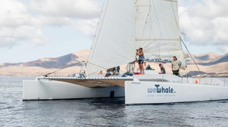 Lanzarote: Whale and Dolphin Watching Eco-Friendly Catamaran - Who Will Love This Tour?
